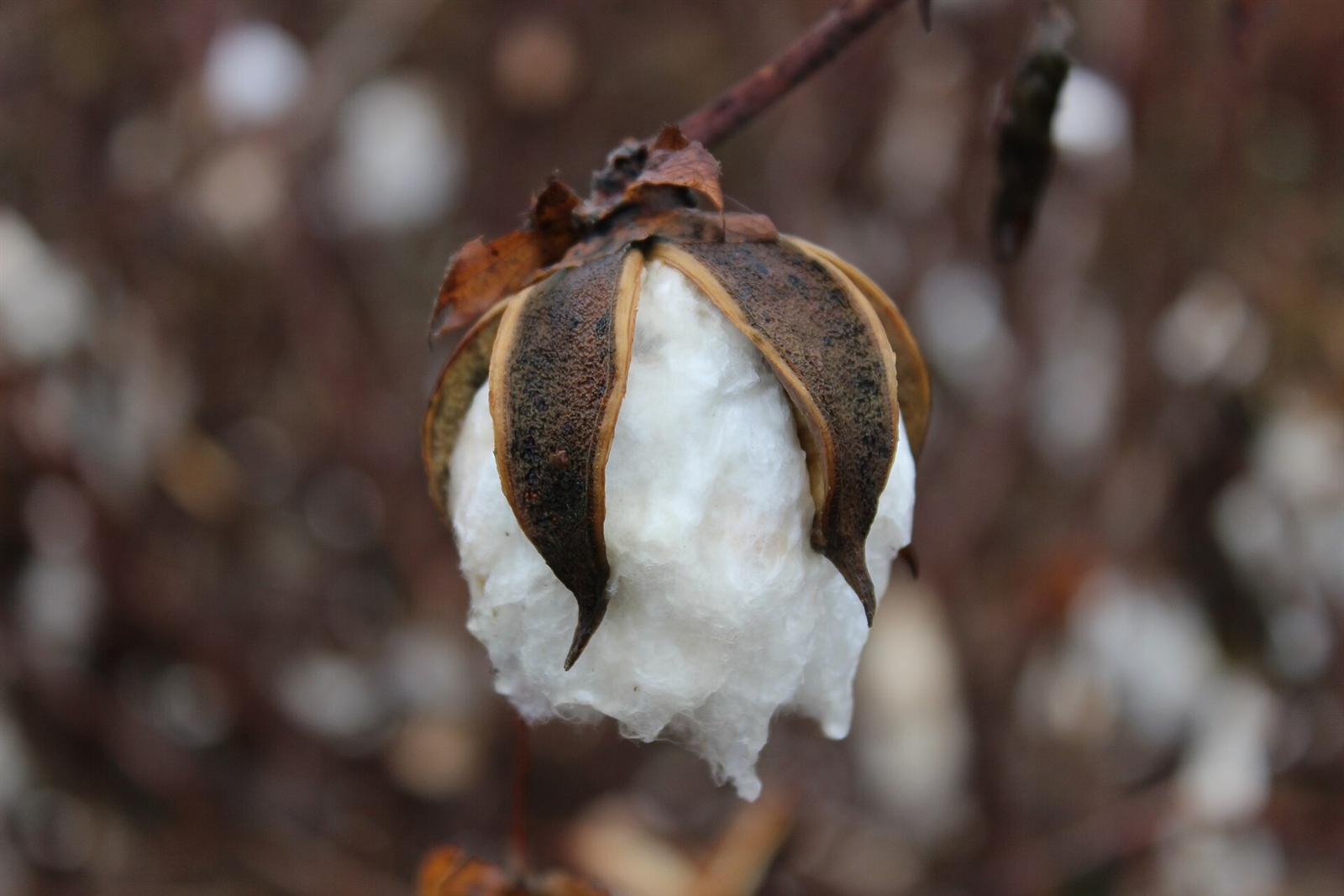 An open cotton boll, white fibre spilling from its dried husk